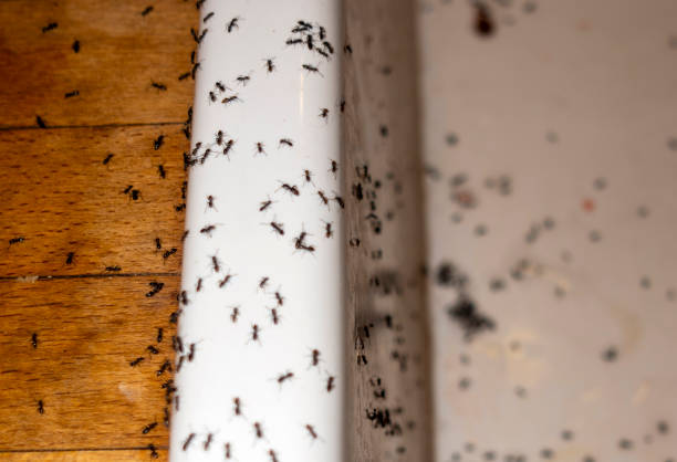 Best Affordable Pest Control Services  in Osceola, WI